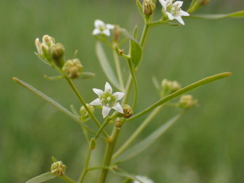Image of Thesium linophyllon by (c) Milan Chytrý, some rights reserved (CC BY)