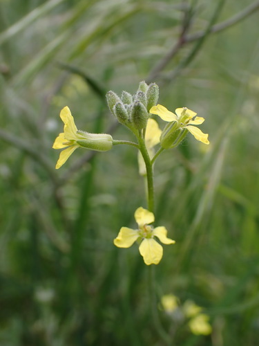 Indian hedgemustard (Sisymbrium orientale)