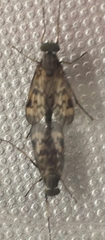 Rhagio