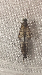 Rhagio