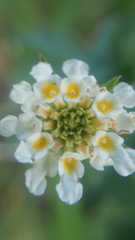 Lantana achyranthifolia