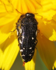 Acmaeodera ornata