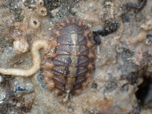 Porifera observed 2024-05-13