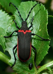 Desmocerus californicus
