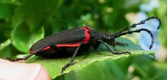Desmocerus californicus