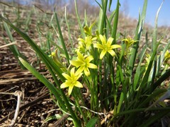 Gagea granulosa