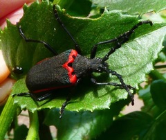 Desmocerus californicus