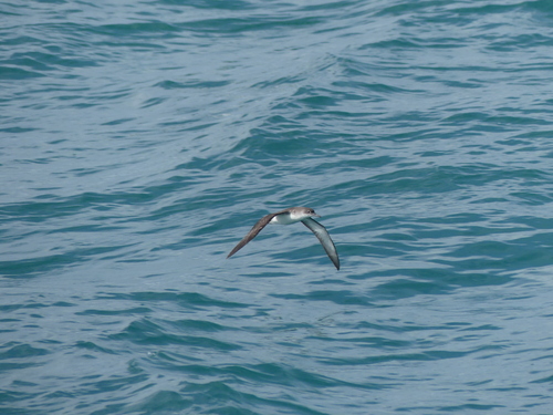 Pardela mediterránea (Puffinus yelkouan)