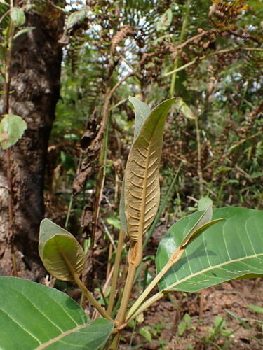 Image of Harungana madagascariensis by (c) Louis Aureglia, some rights reserved (CC BY)
