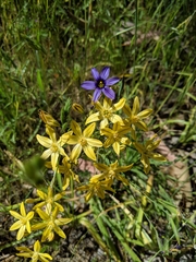 Triteleia ixioides ixioides