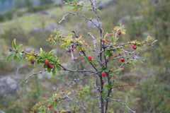Berberis sibirica