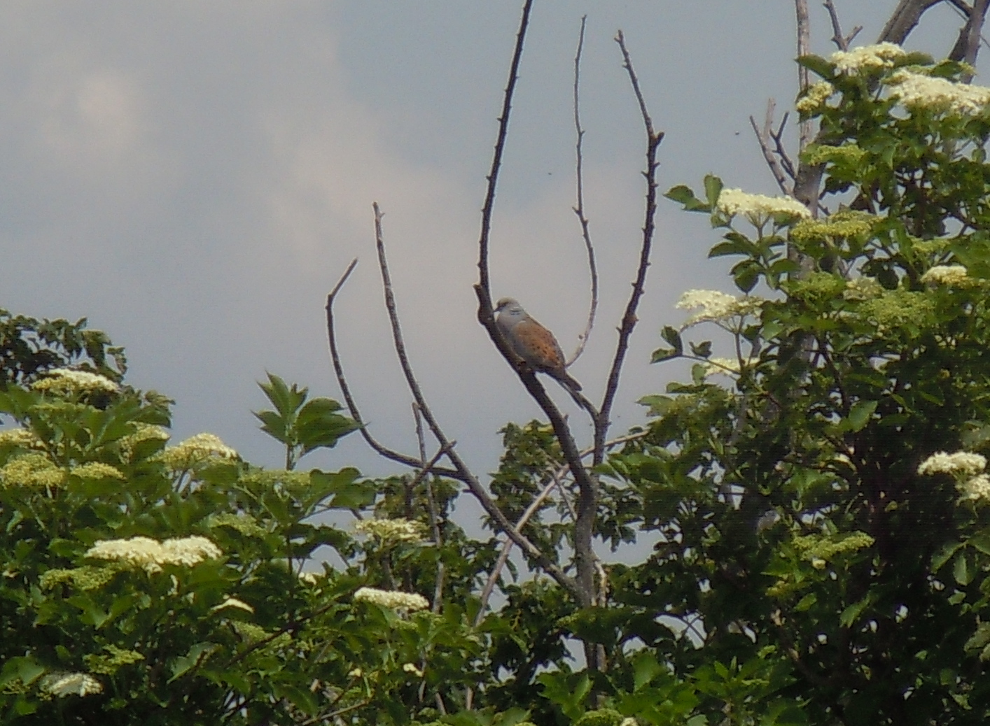 European Turtle Dove