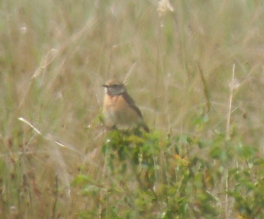 European Stonechat
