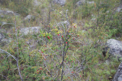 Berberis sibirica