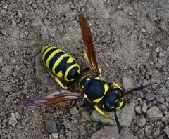 Pterocheilus