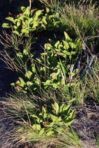 Image of Villarsia goldblattiana by (c) Tony Rebelo, some rights reserved (CC BY-SA)