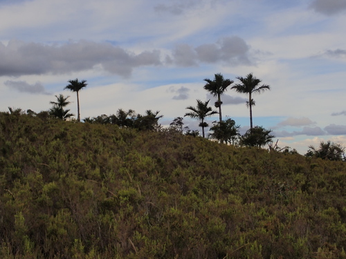 Image of Dypsis decipiens by (c) Louis Aureglia, some rights reserved (CC BY)