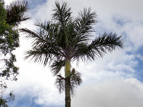 Manambe palm (Dypsis decipiens)
