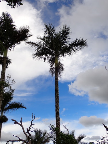 Image of Dypsis decipiens by (c) Louis Aureglia, some rights reserved (CC BY)