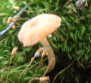 Pluteus chrysophaeus