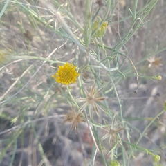 Porophyllum scoparium