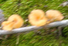 Pluteus chrysophaeus