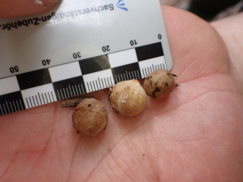 Image of Dypsis decipiens by (c) Louis Aureglia, some rights reserved (CC BY)
