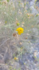 Porophyllum scoparium