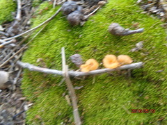 Pluteus chrysophaeus