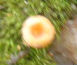 Pluteus chrysophaeus
