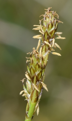 Carex furva