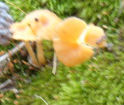 Pluteus chrysophaeus