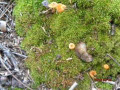 Pluteus chrysophaeus