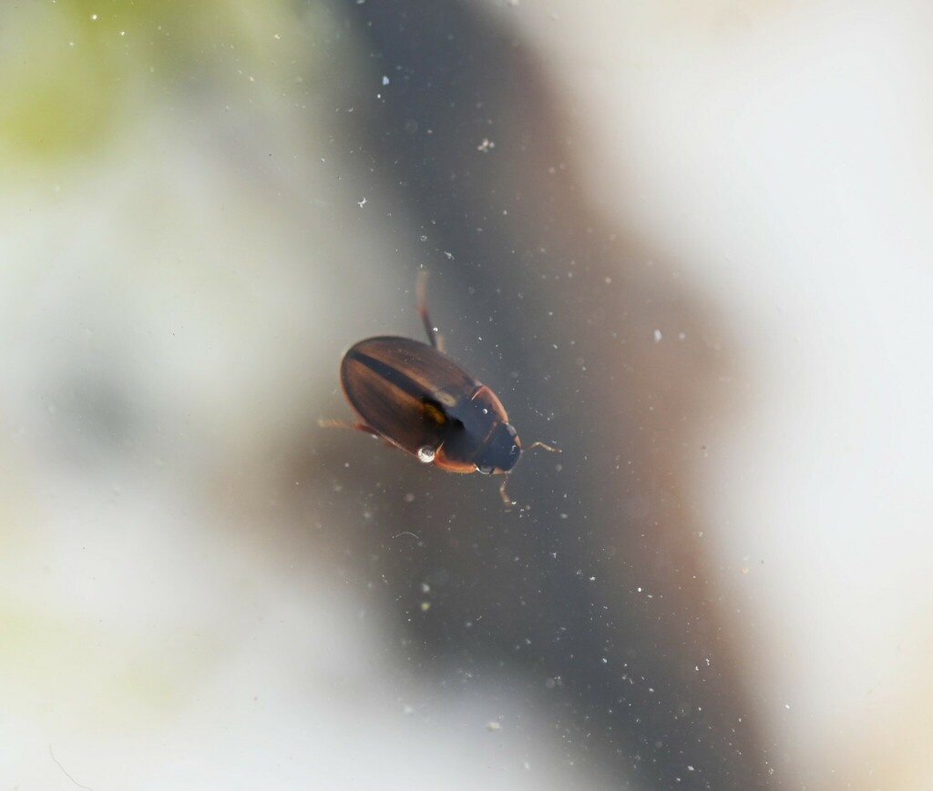 Enochrus coarctatus