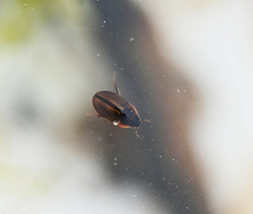 Enochrus coarctatus