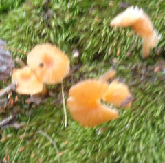 Pluteus chrysophaeus