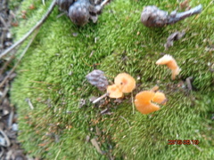 Pluteus chrysophaeus