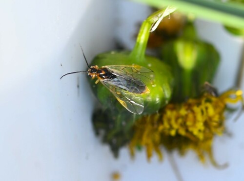 Tenthredid wasp