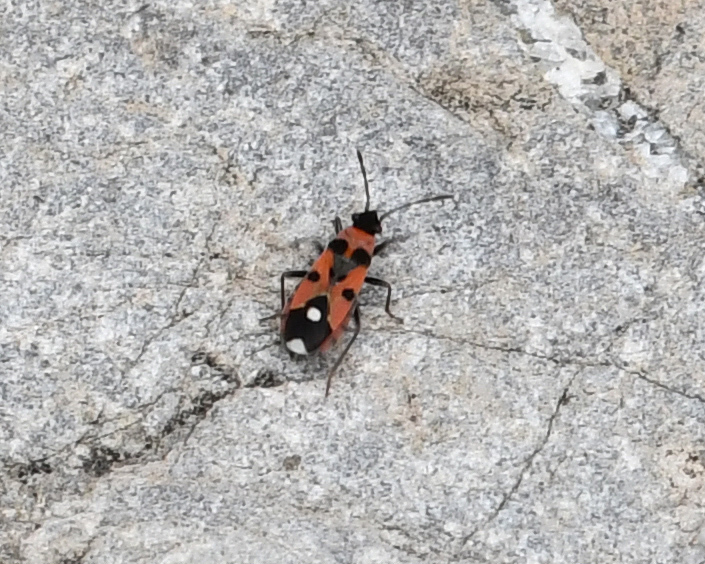 Horvathiolus mendosus