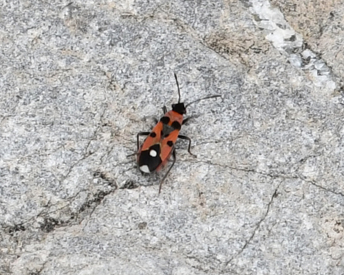 Horvathiolus mendosus