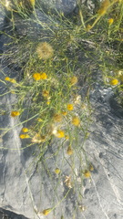 Porophyllum scoparium