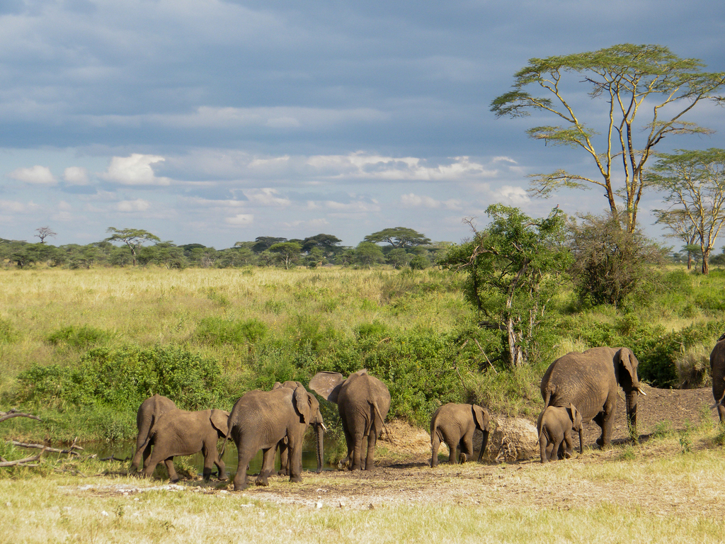 Savanna Elephant in August 2009 by michibird · iNaturalist