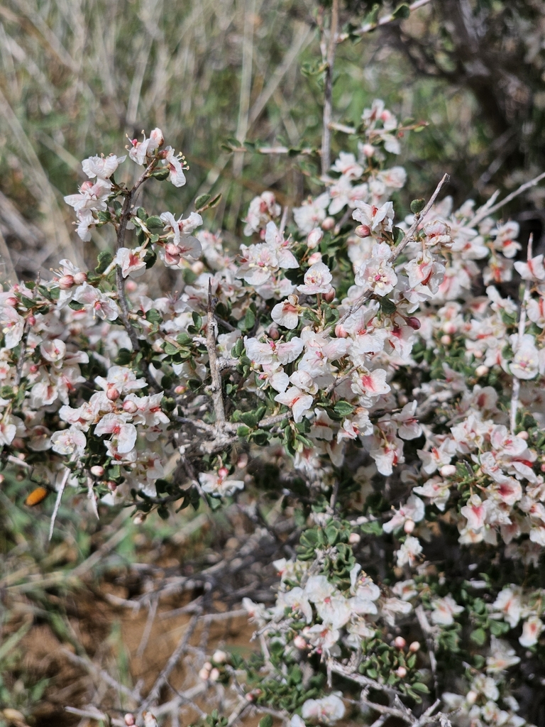 Atraphaxis billardierei