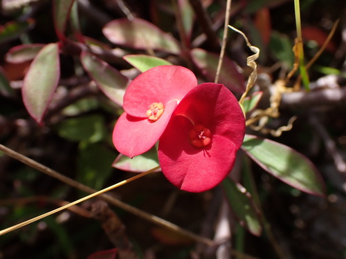 Euphorbia geroldii (Euphorbia geroldii)