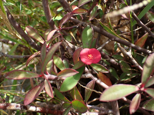 Euphorbia geroldii