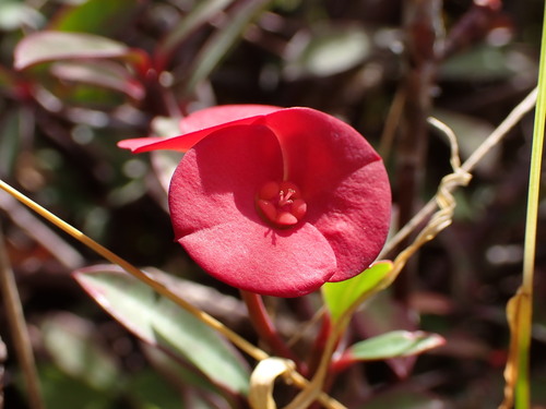 Image of Euphorbia geroldii by (c) Louis Aureglia, some rights reserved (CC BY)