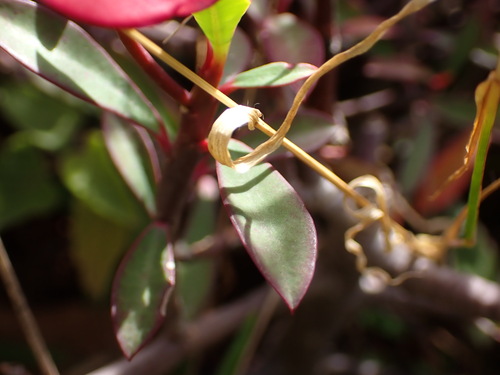 Euphorbia geroldii