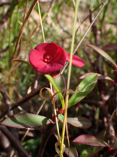 Euphorbia geroldii