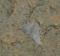 Macaria quadrilinearia