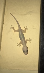Hemidactylus mabouia